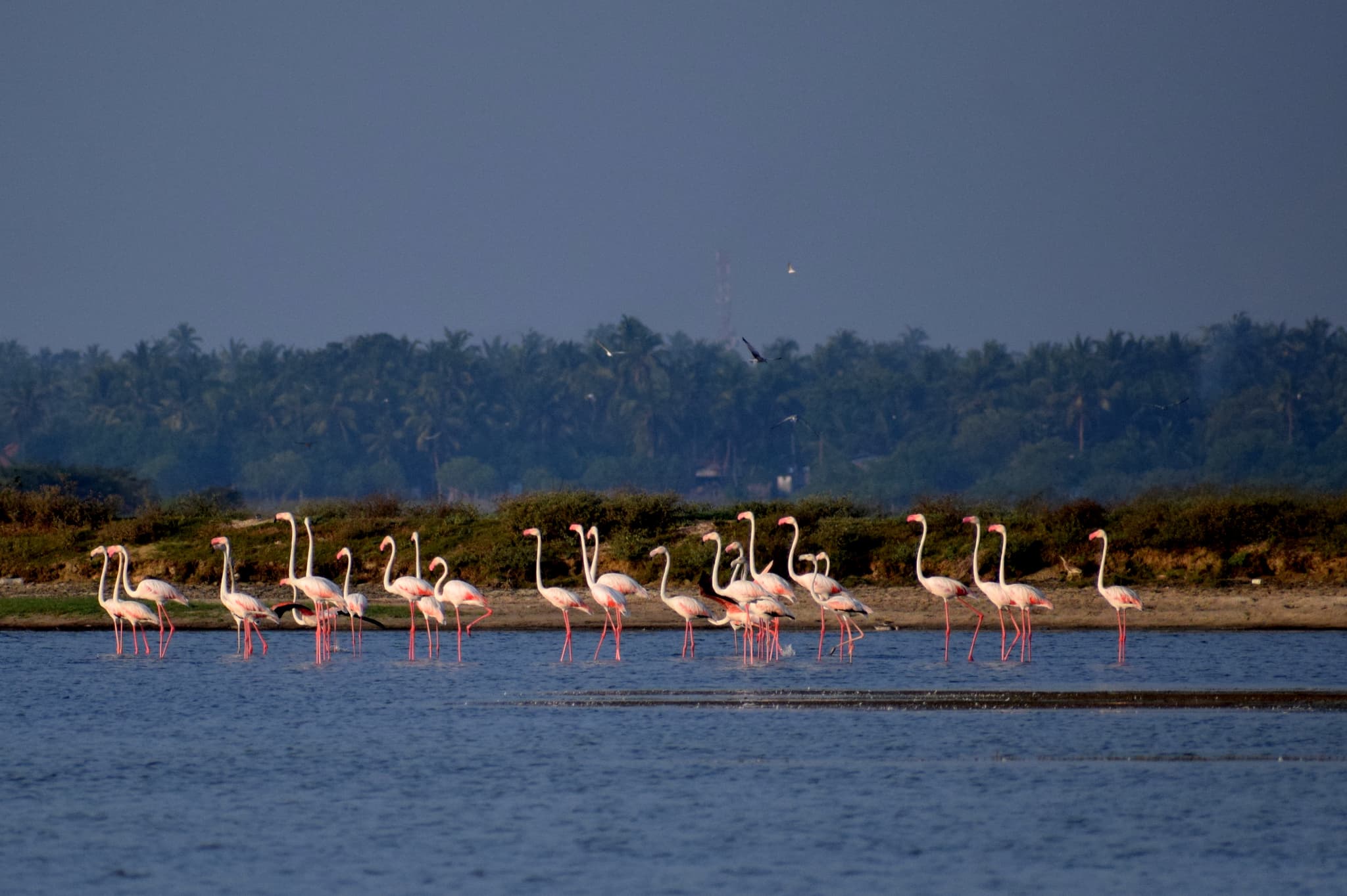 Bundala National Park