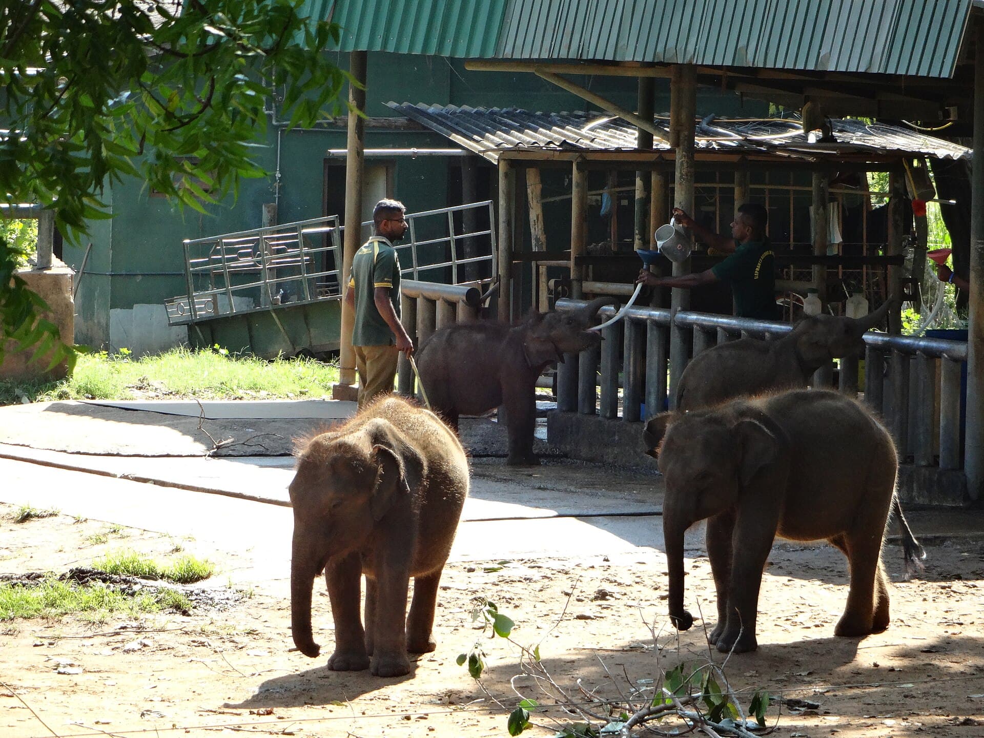 Elephant Transit Home Udawalawe