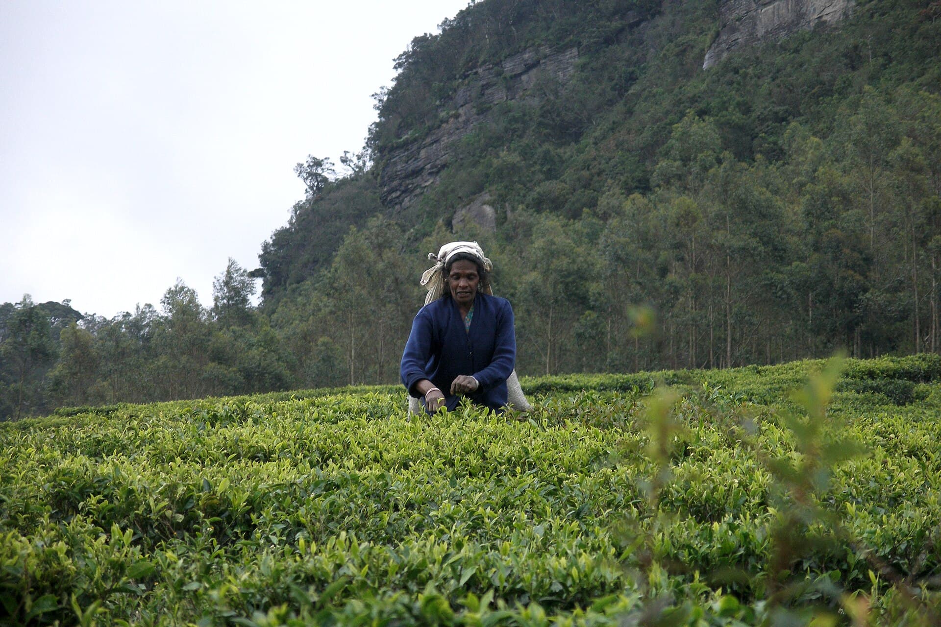 Pedro Tea Estate