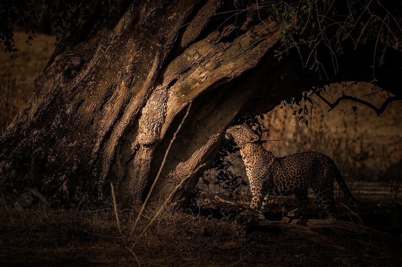 Yala National Park Block 1