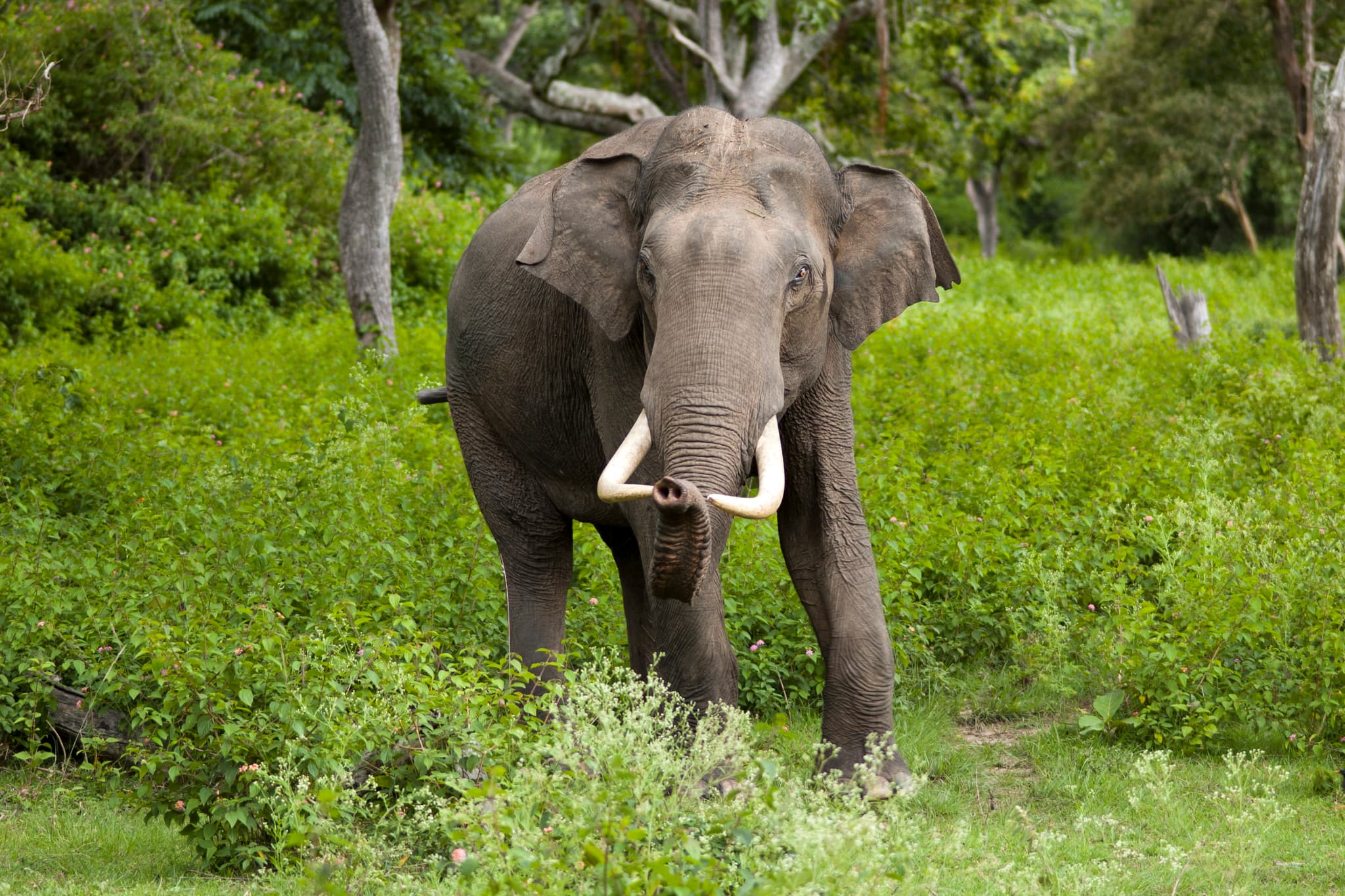 Wild Safaris & Corridors