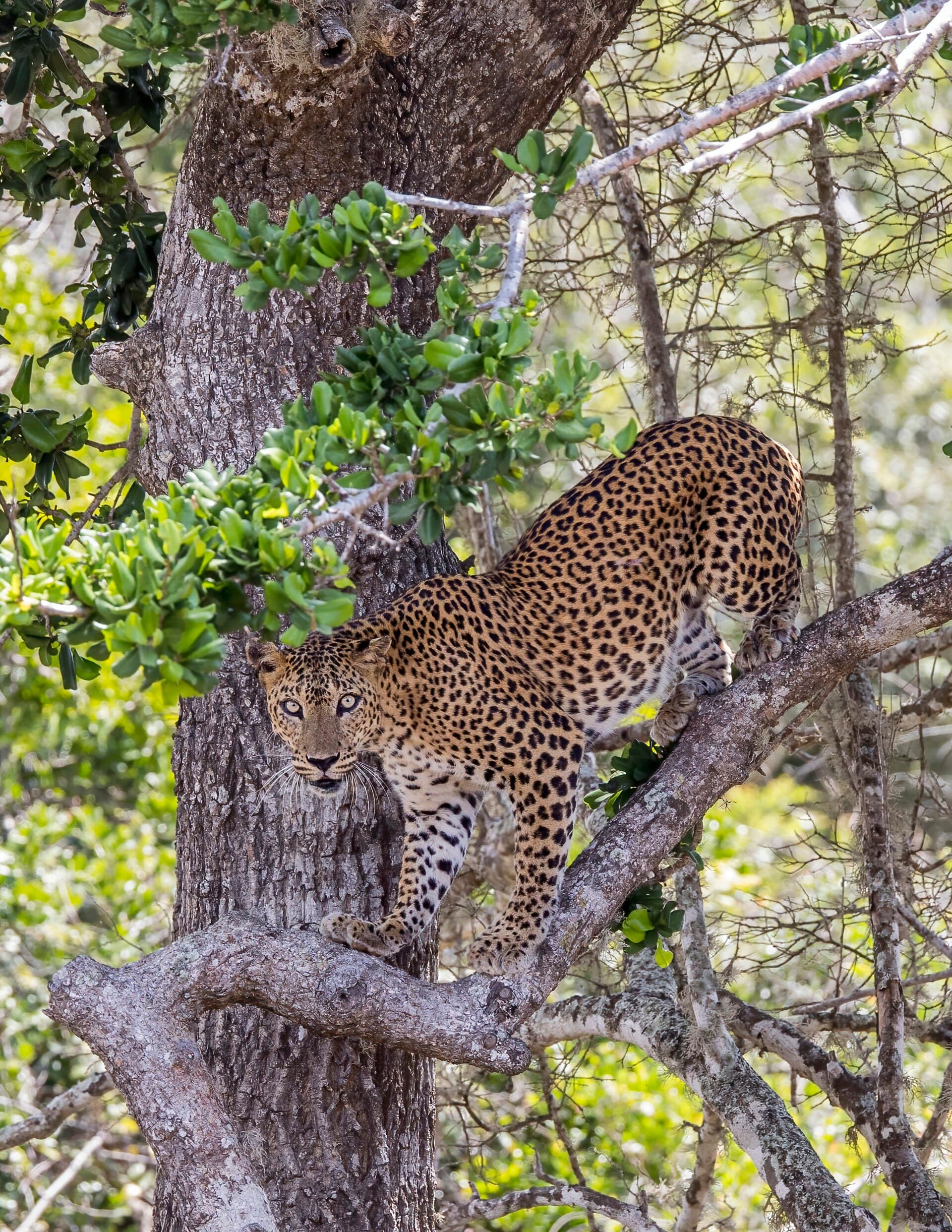 Yala & Deep South Wildlife Safari